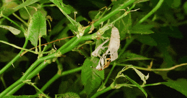 thomas blanchard insect macro 5