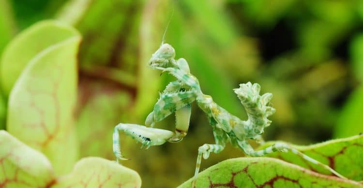 The Green Reapers: Carnivorous Plants In Action And The Lifecycle Of ...