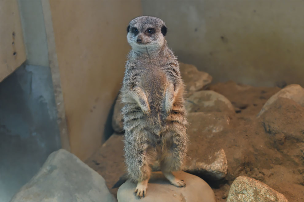 From Shy to Joyful: A Japanese Photographer's Visit with a Meerkat Family