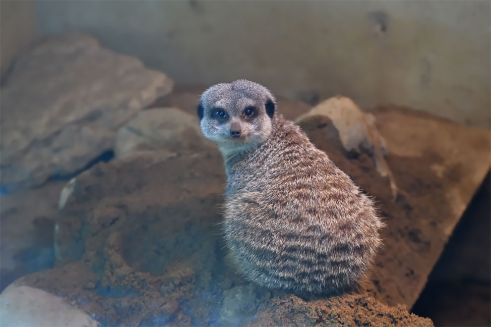 From Shy to Joyful: A Japanese Photographer's Visit with a Meerkat Family