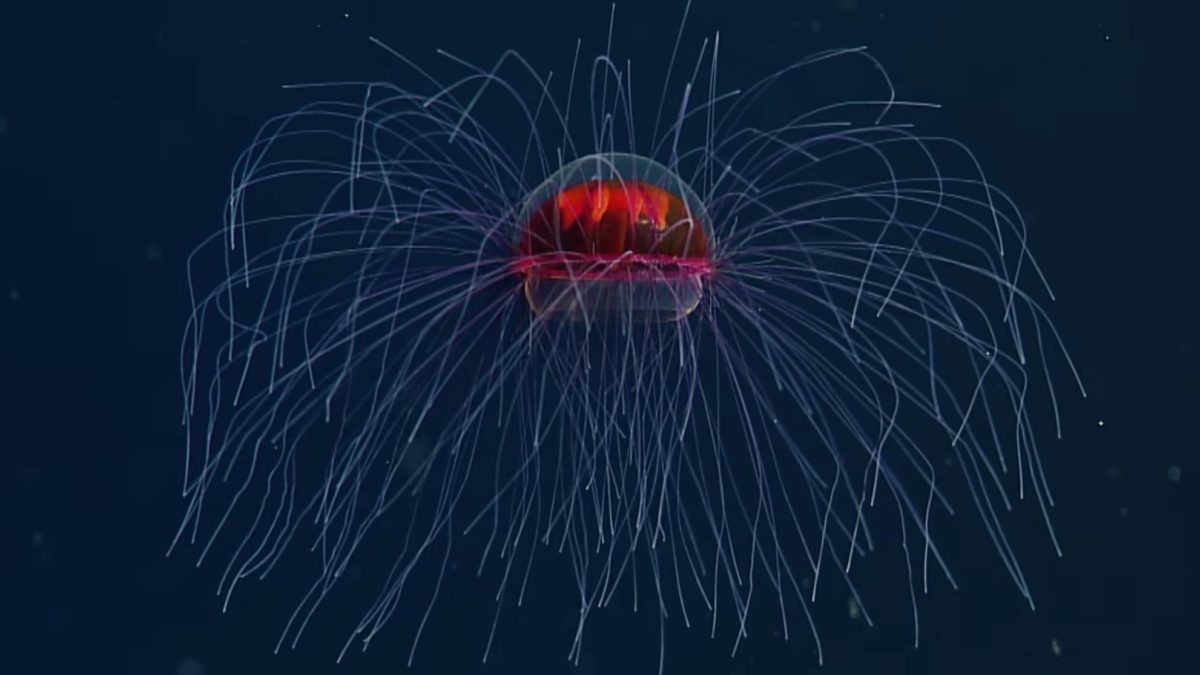 Giant Phantom Jellyfish: A Rare Sighting Of A Giant Inky Black Ocean ...