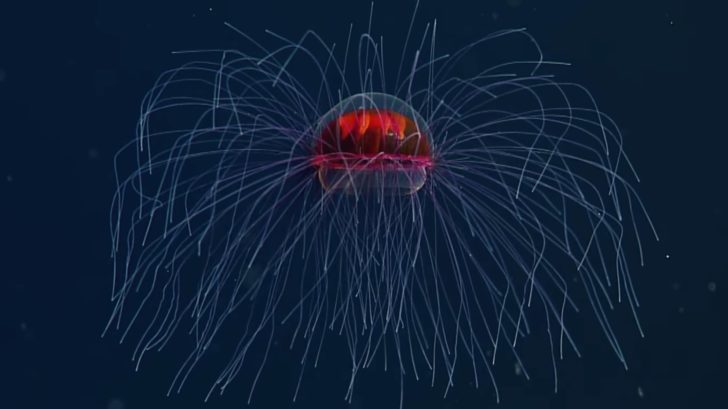 Giant Phantom Jellyfish: A Rare Sighting Of A Giant Inky Black Ocean ...