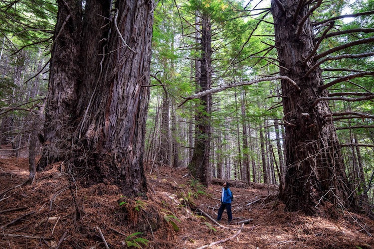 redwood forest returned to native tribes 1