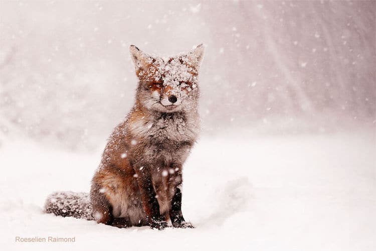 roeselien raimond foxes in the snow photos 1