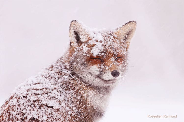 roeselien raimond foxes in the snow photos 10