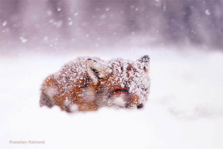 roeselien raimond foxes in the snow photos 12