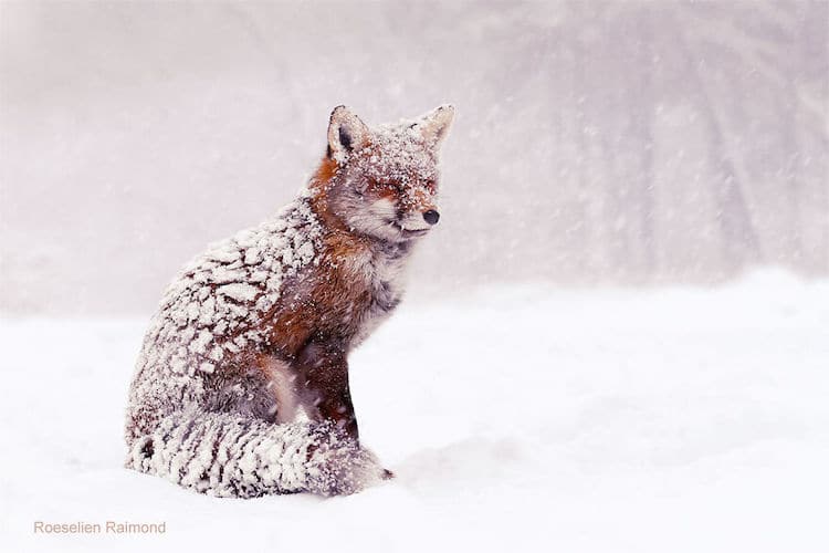 roeselien raimond foxes in the snow photos 13