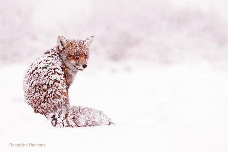 roeselien raimond foxes in the snow photos 14