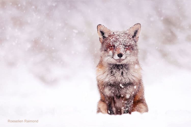 roeselien raimond foxes in the snow photos 15