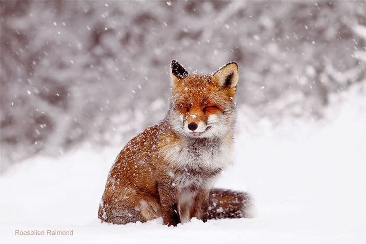 roeselien raimond foxes in the snow photos 16