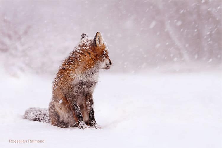 roeselien raimond foxes in the snow photos 17
