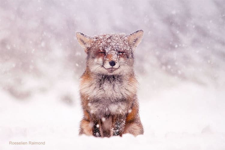 roeselien raimond foxes in the snow photos 19