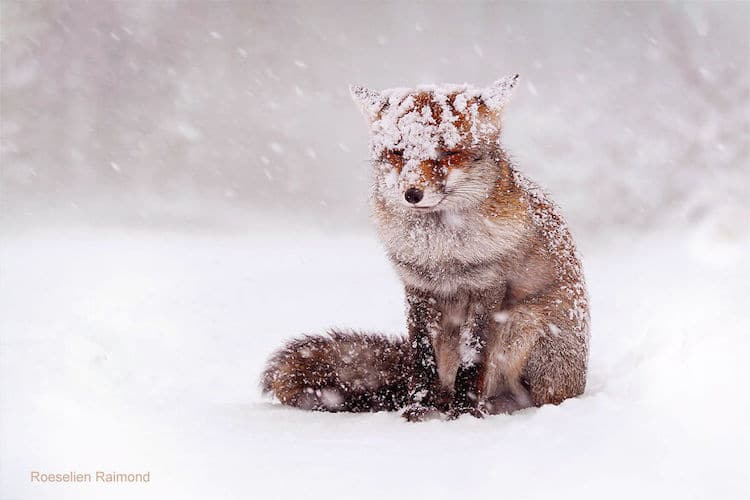 roeselien raimond foxes in the snow photos 2