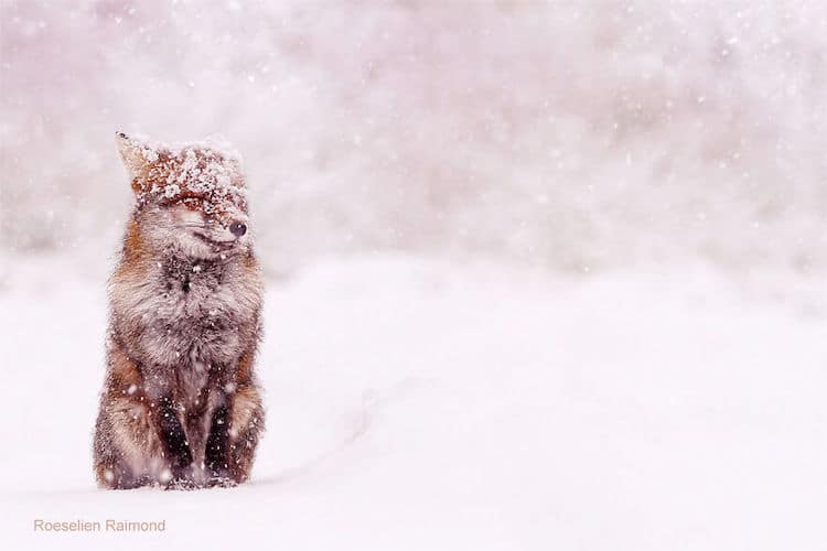 roeselien raimond foxes in the snow photos 3