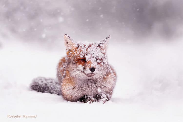roeselien raimond foxes in the snow photos 4