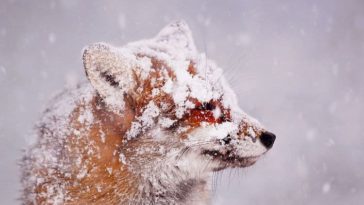 roeselien raimond foxes in the snow photos 5