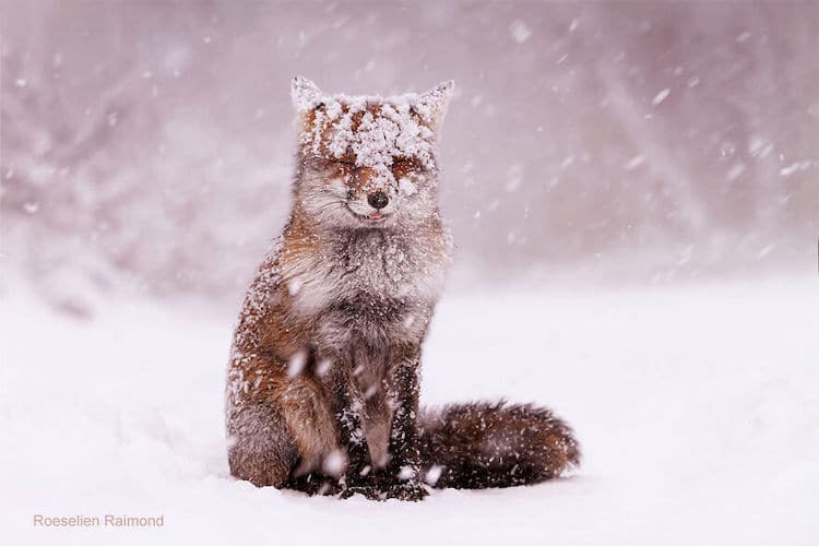 roeselien raimond foxes in the snow photos 6