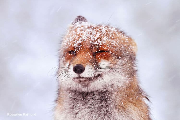roeselien raimond foxes in the snow photos 7