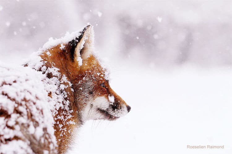 roeselien raimond foxes in the snow photos 8