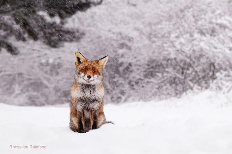 roeselien raimond foxes in the snow photos 9
