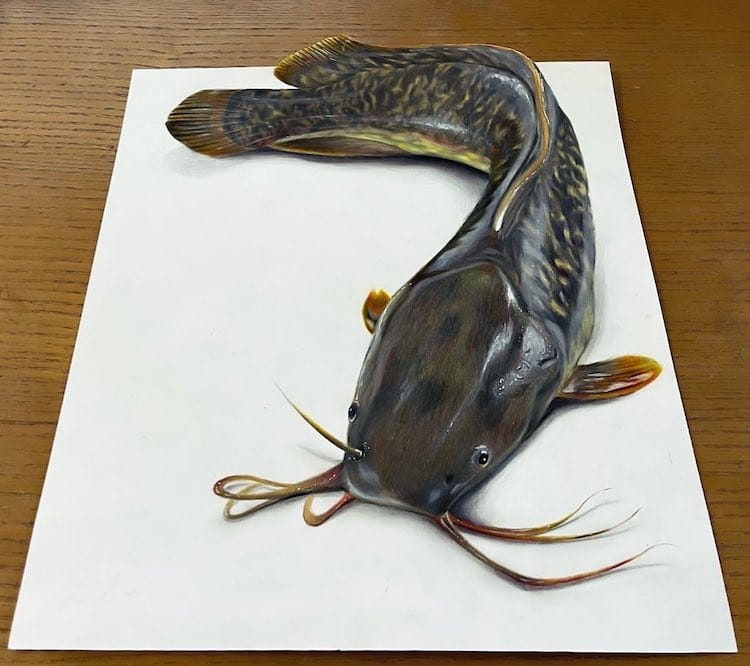 aria realistic catfish drawing 1