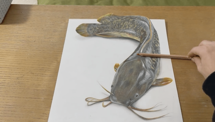 aria realistic catfish drawing 2