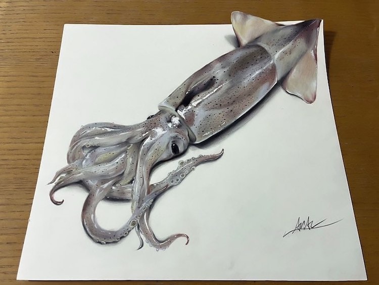 aria realistic squid drawing 1