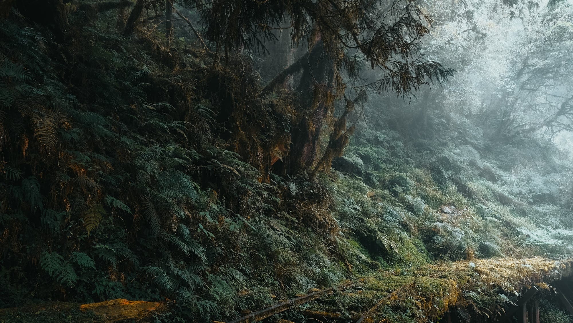 Photographer Captures Ethereal Taiwan Forest: A Fascinating Look at the Jianqing Historic Trail
