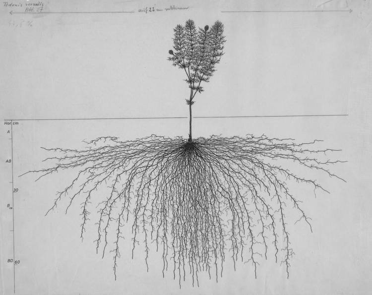 root system drawings 1