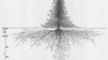 tree root system drawings 5