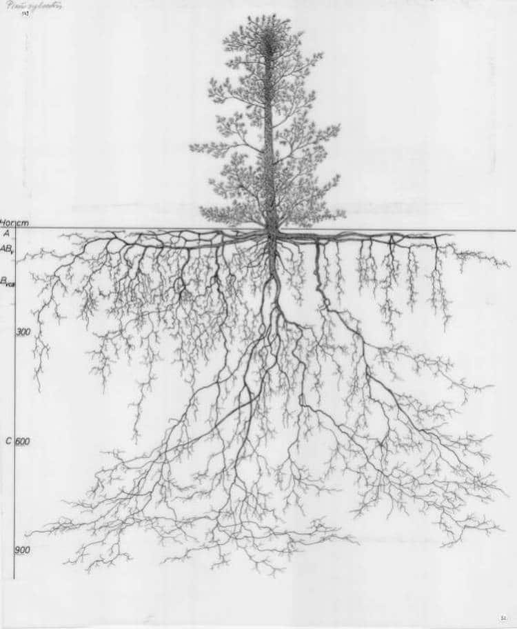 tree root system drawings 6