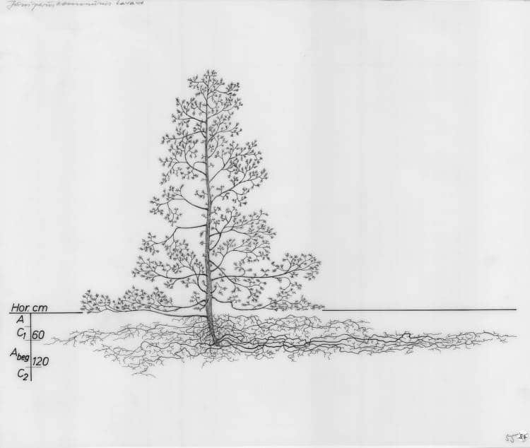 tree root systems drawing 12