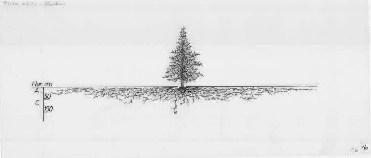 tree root systems drawing 14