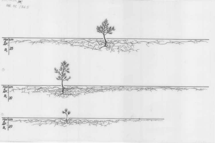 tree root systems drawing 7