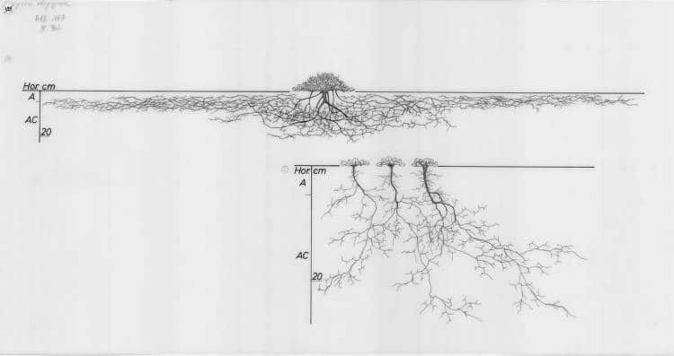 tree root systems drawing 9