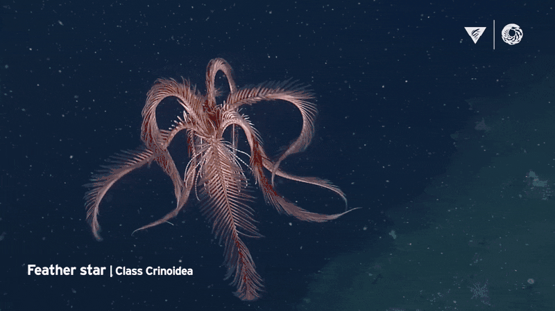 The Strangest Creatures Seen On ROV Dives: A Monterey Bay Aquarium Research Institute Compilation