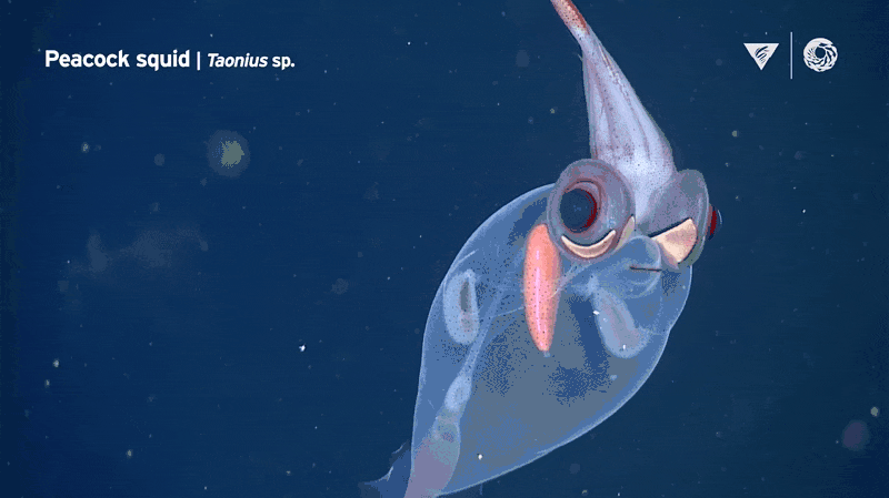 The Strangest Creatures Seen On ROV Dives: A Monterey Bay Aquarium Research Institute Compilation