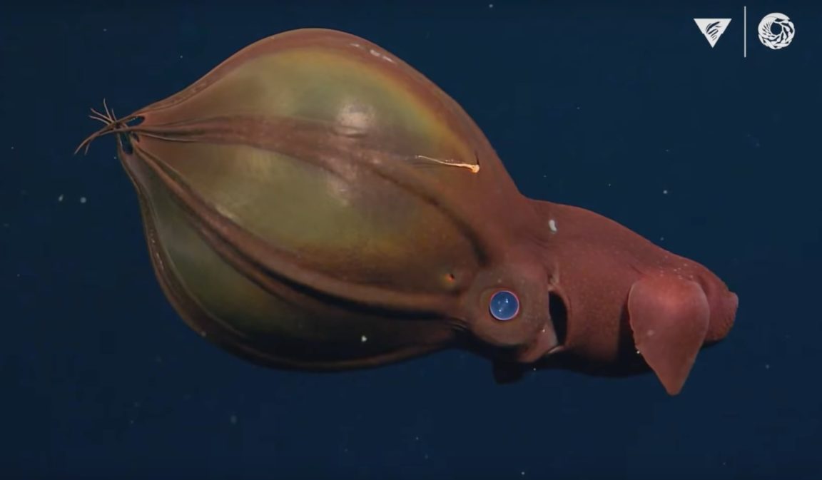 The Strangest Creatures Seen On ROV Dives: A Monterey Bay Aquarium ...