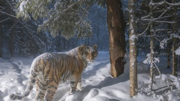 sascha fonseca siberian tiger 0
