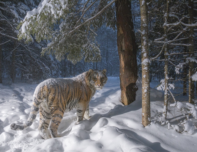 sascha fonseca siberian tiger 0