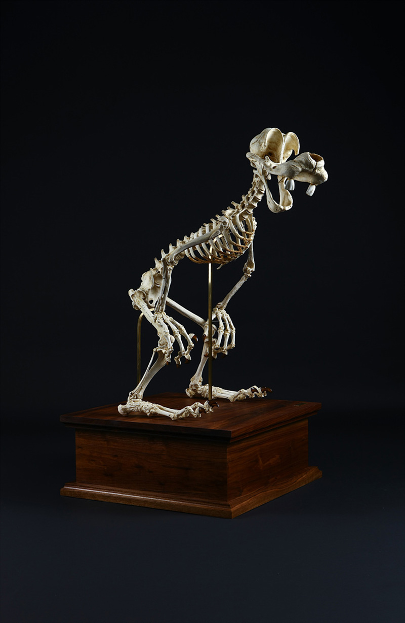 Korean Artist Hyungkoo Lee's Bizarre, Experimental Artworks: Featuring Skeletons and Cartoon Characters