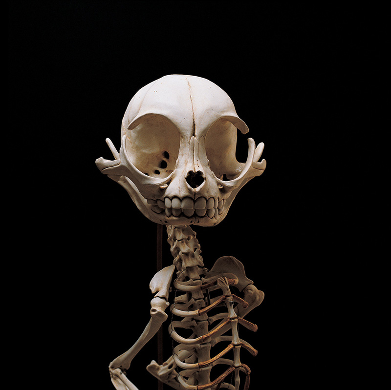 Korean Artist Hyungkoo Lee's Bizarre, Experimental Artworks: Featuring Skeletons and Cartoon Characters
