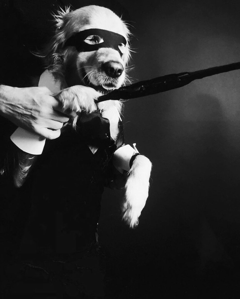 Meet Vincent Flouret, the French Photographer Whose Dog Max Is a Madonna Superfan 18 1 990x1234 1