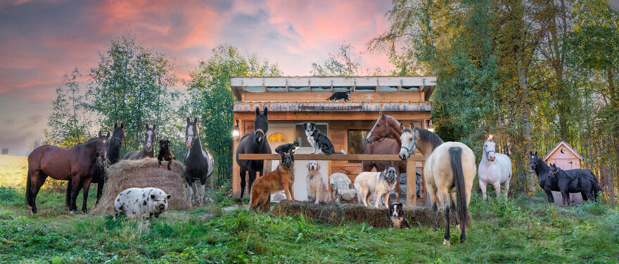 Capturing Life on the Farm: The Inspiring Work of Tasha Hall