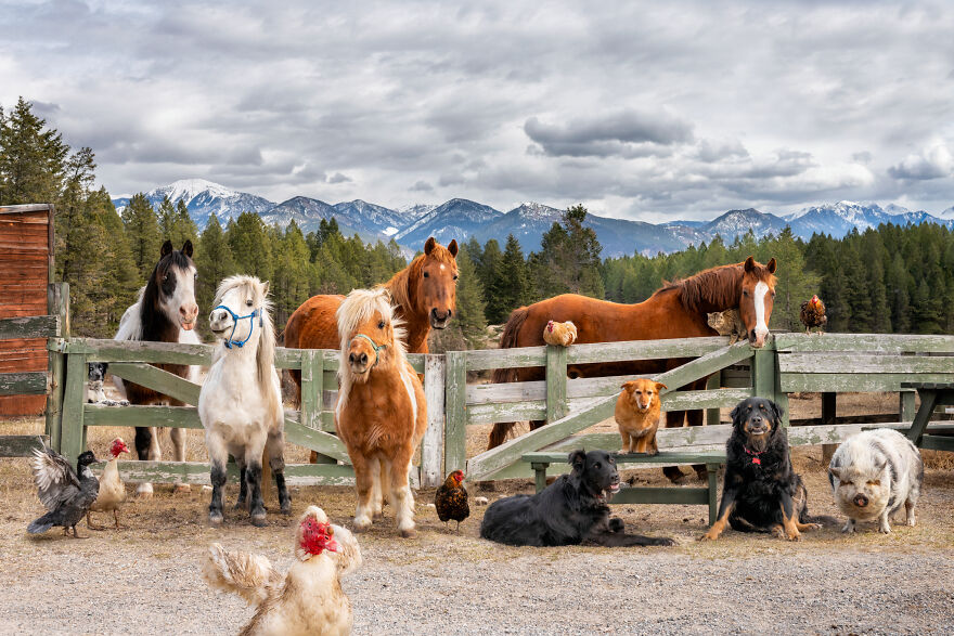 Capturing Life on the Farm: The Inspiring Work of Tasha Hall