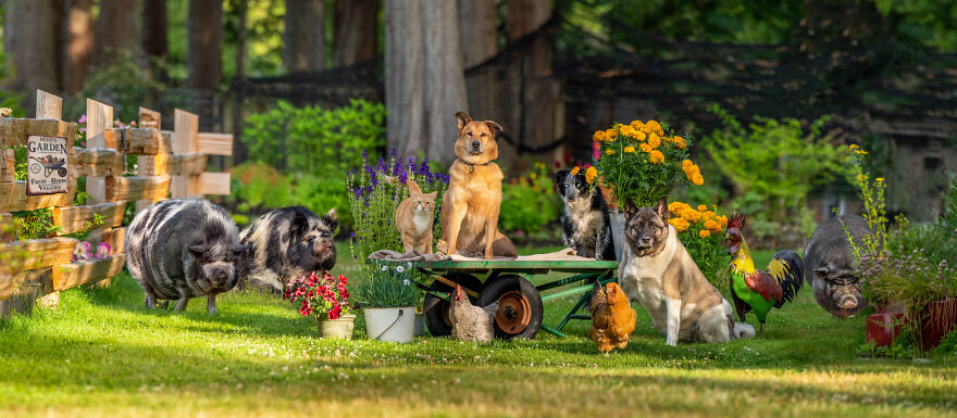 a dog sitting on a bench in a garden