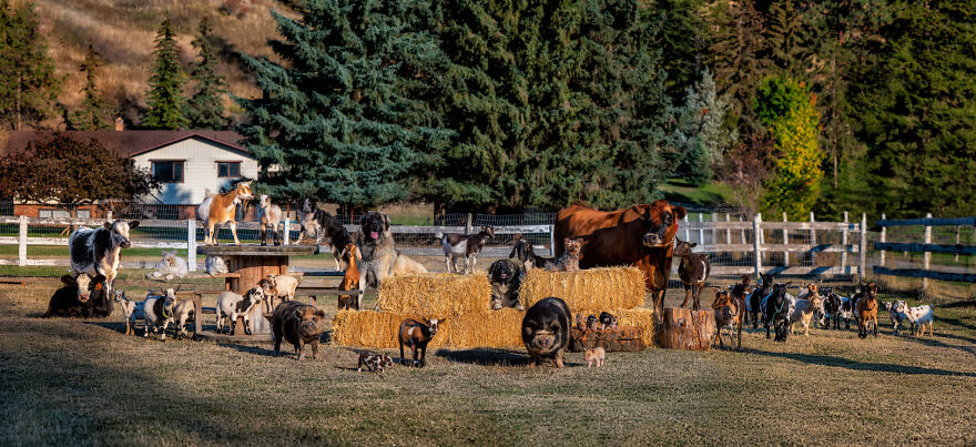 Capturing Life on the Farm: The Inspiring Work of Tasha Hall