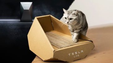 a cat sitting in a box