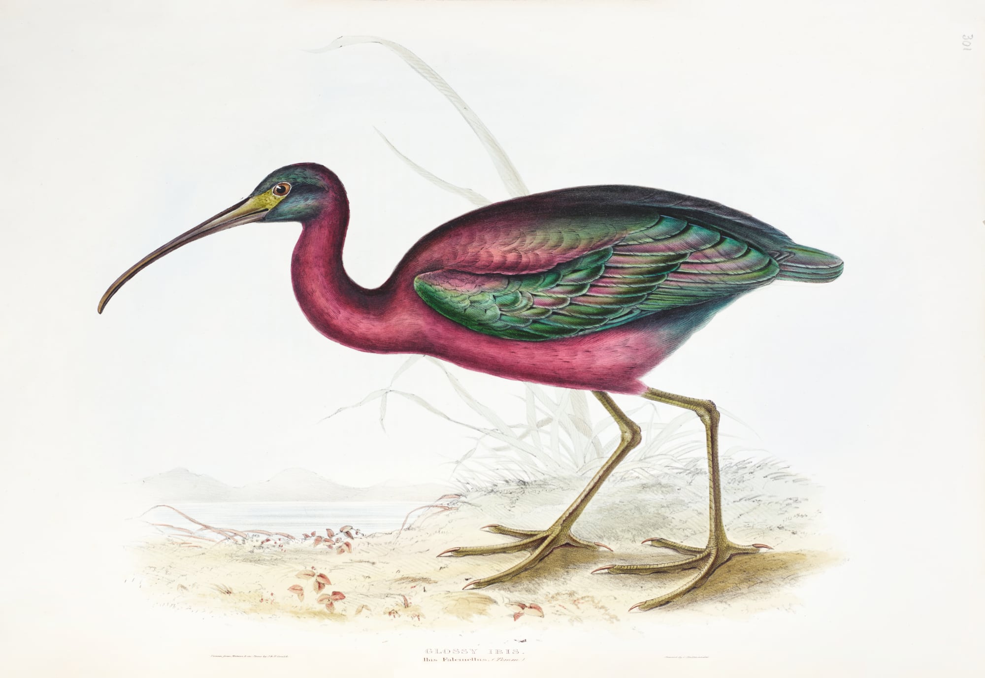 Unlocking the Art of Bird Illustration: Elizabeth Gould's Groundbreaking Work a close up of a bird