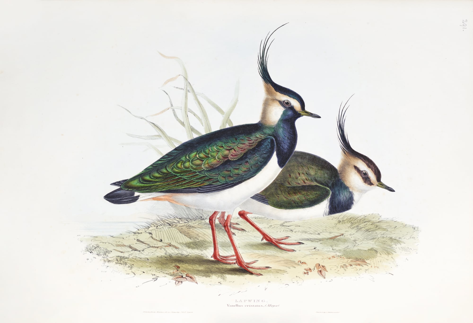 Unlocking the Art of Bird Illustration: Elizabeth Gould's Groundbreaking Work a bird standing next to a body of water